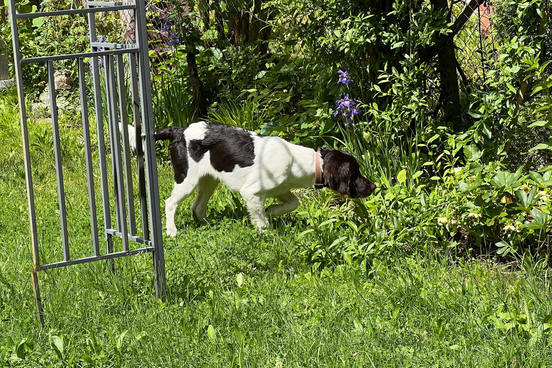 "Jagd ohne Hund ist Schund"